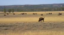 Panorama Of Bison Herd By Lower Geyser Basin, Yellowstone