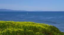 Sailboats And Coastline Beyond Yellow Flowers, From Shoreline Park, Santa Barbara 