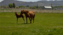 Mare Cleans Foal In Green Field