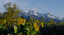 Morning Sun Lighting Teton Range And Mule Ear Flowers