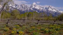 Aspens And Mule Ear Flowers In Font Of Teton Peaks