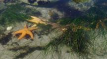 Sea Stars Among Sea Grass In Intertidal