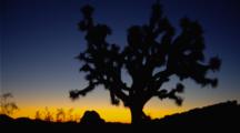 Vivid Sunrise Sky Silhouettes Joshua Trees