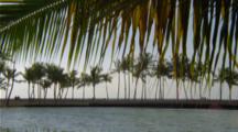 Palm Trees Line Shore At Hapuna Beach