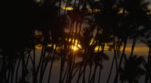 Line Of Palm Trees Silhouetted By Sunset