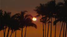 Line Of Palm Trees Silhouetted By Sunset At Hapuna Beach