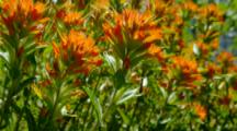 Indian Paint Brush Flowers Move In Breeze 