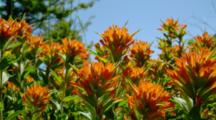 Indian Paint Brush Flowers Move In Breeze 