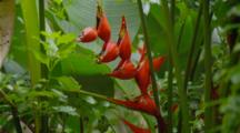 Heliconia Flower In Hawaiian Forest