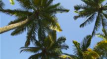 Pan Of Palm Tree Grove Looking Up