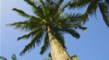 Pan Of Palm Tree Grove Looking Up