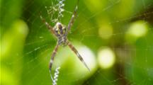 Spider And Web In Tropical Foliage