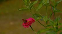 red flower with butterfly
