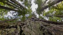 Time Lapse Vertical rail movement up redwood tree