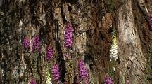 Foxglove Flowers In Olympic National Park