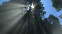 Sun Rays, Through Very Tall Trees In Redwood National Park
