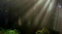 Sunbeams,Fog Through Trees, Redwood National Park