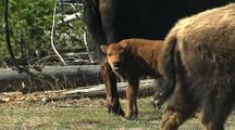 Bison Calf With Herd, Yellowstone National Park