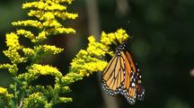 Monarch Butterfly On Plant