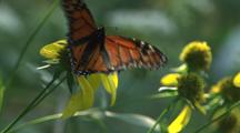 Monarch Butterfly Flaps Wings