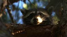 Close-Up Of Raccoon In Tree