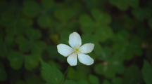 Small White Flower In Forest
