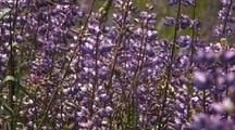 Field Of Purple Lupine Flowers