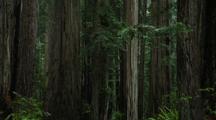 Path Through Redwood National Park