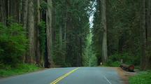 Driving Down Road Through Redwood National Park