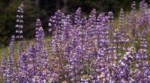 Field Of Purple Lupine Flowers, Redwood Forest In Distance