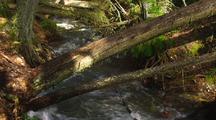 Trees Fallen Across Fast Moving Creek In Forest