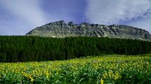 Sunflower Field With Mountains And Forests Behind