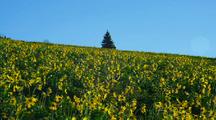 Field Of Sunflowers On Hill With Single Tree At Top