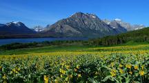 Sunflowers By St. Mary Lake