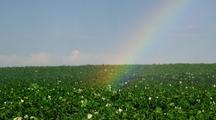 Potato Field With Water Irrigation And Rainbow 
