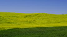 Fields Of Mustard And Wheat