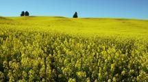 Field Of Mustard On Hill With Trees At Top