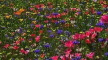 Field Of Colorful Wildflowers