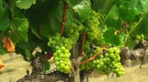 Grapes and Vines in Vineyard