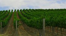 Rows Of Grapevines In Vineyard