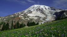 Wildflowers And Snow-Capped Mountain Background