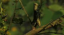 Grasshopper Climbing Down Stem Then Flying Away