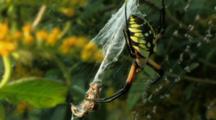 Black And Yellow Garden Spider In Web