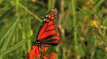 Monarch Butterfly Feeding On Butterfly Weed Then Flies Away