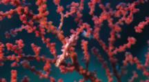 Pygmy Seahorse (Hippocampus Bargibanti) On Red Gorgonian Coral