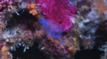Blue-Lined Tunicate/Sea Squirt (Clavelina Moluccensis)