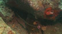 Close-Up Of A Banded Pipefish (Doryrhamphus Dactyliophorus). In The Foreground A Cardinalfish Swims Through
