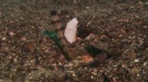 Steinitz' Shrimpgoby (Amblyeleotris Steinitzi). Shrimp Sharing Hole Comes Out Fully