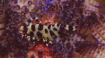 Close-Up Of Commensal Coleman Shrimp (Periclimenes Colemani) Inside Sea Urchin (Asthenosoma Ijimai). Camera Then Zooms Out To Entire Urchin