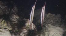 Pair Of Razonfish (Aeoliscus Strigatus) Among Sea Urchins. Several Mandarinfish (Synchiropus Splendidus) In A Hole